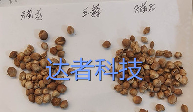 豆蔻灭菌效果