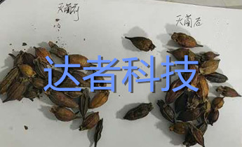 栀子灭菌效果
